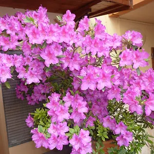 Primettahouse 3*, San Gimignano Italien